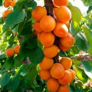 Саджанець Абрикос колоновидний Зоряний в контейнері